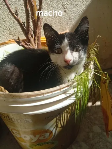 Doação de gato 