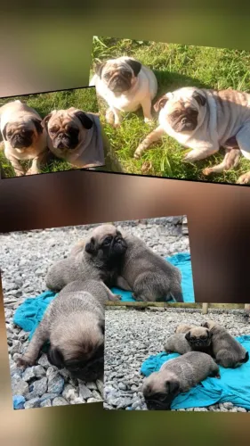 Vende-se filhotes de pug