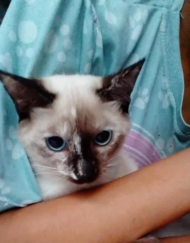 Gatinha para Adoção Responsável - Estela (FeLV+)