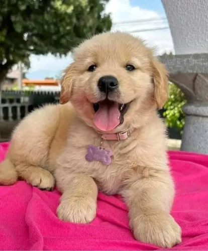 Filhotes de Golden Retriever | Um filhote para aquecer o coração.
