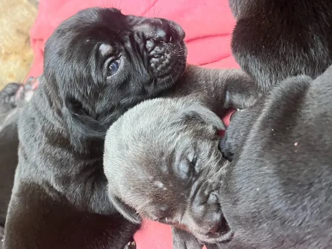 Filhote de Cane Corso