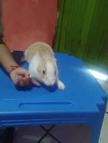 Vendo esse coelho 