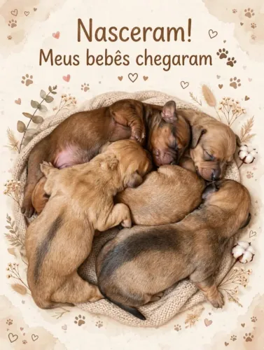 Filhotes de Basset de ótima linhagem