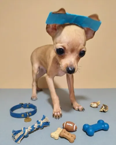 Seu Novo Melhor Amigo: Pinscher de Excelência