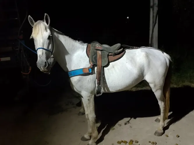 Cavalo de campo 