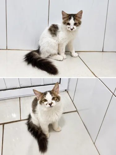 Doação macho 3 meses