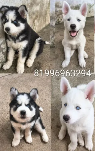 Filhotes de Husky Siberiano, puros.
