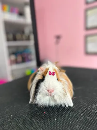Porquinho da índia