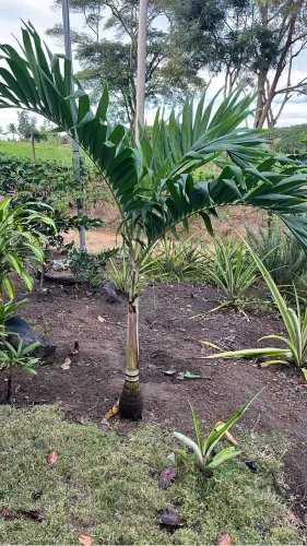 Palmeira VEITCHIA