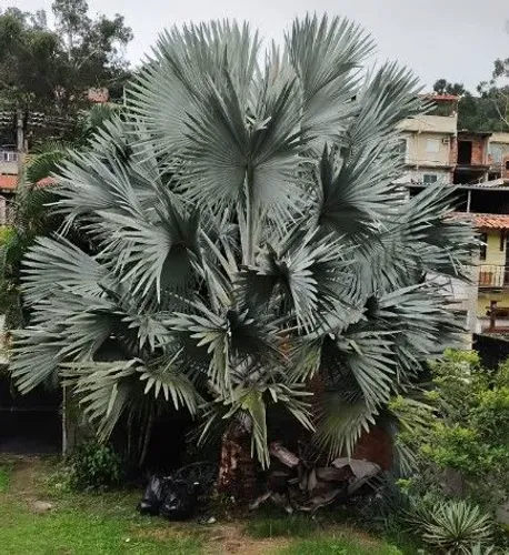 Palmeira azul (Bismarckia nobilis)