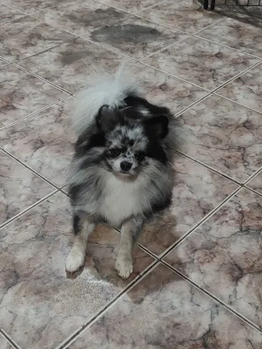 Spitz fêmea blue Merle tan! 1 ano!