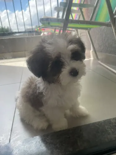 Doação Shiu Tzu
