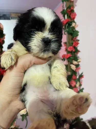 Shih tzu miniaturas raça pura macho e femea lindos