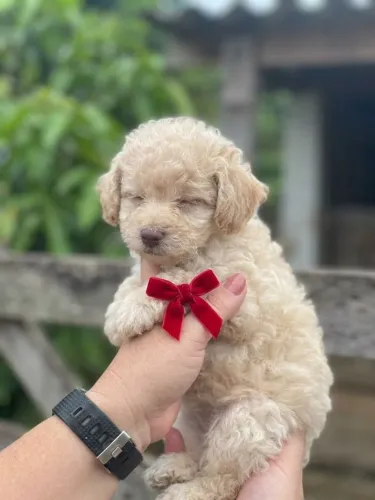 Lindas femea de poodle micro toy a pronta entrega 
