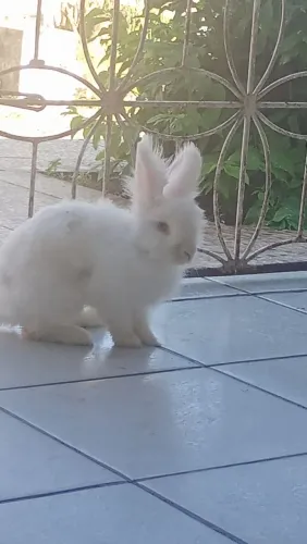 Coelho todo branco de raça