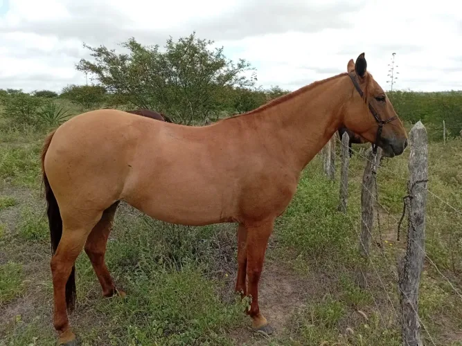 Egua Campolina 