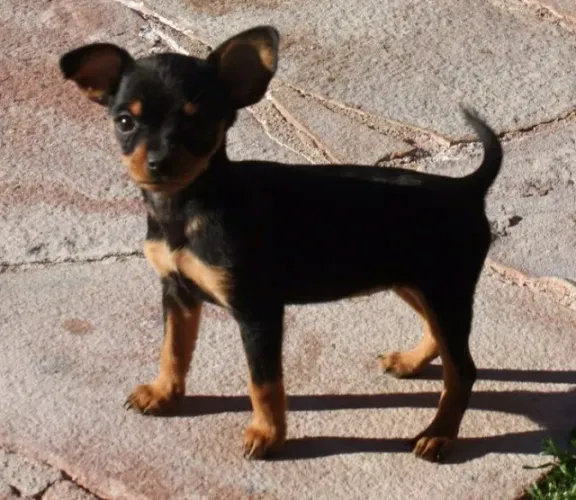 Filhotinhos Pinscher/Pincher linhagem selecionada e temperamento super dócil