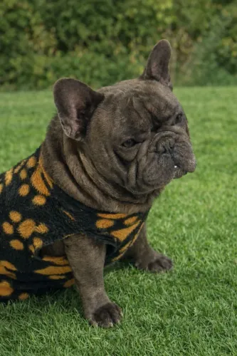 BULLDOG FRANCÊS BLUE DISPONÍVEL PARA COBERTURA/CRUZA 