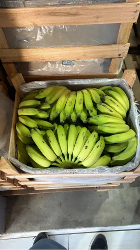 BANANAS EM GERAL