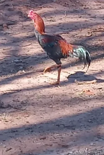 Galo indio