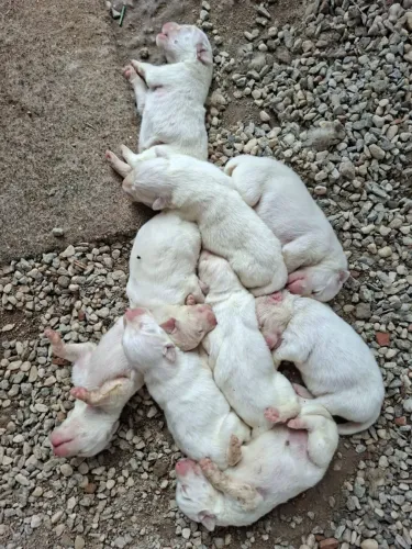 Filhotes de Maremano Abrucês