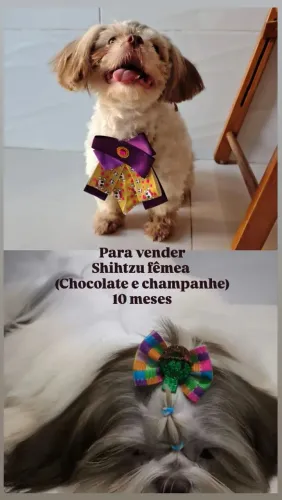 Shihtzu fêmea