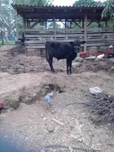 Vendo: terneiro de 9 meses e Novilha de 10 meses