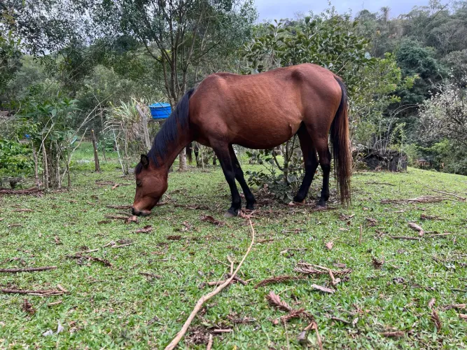Égua prenha de Crioulo