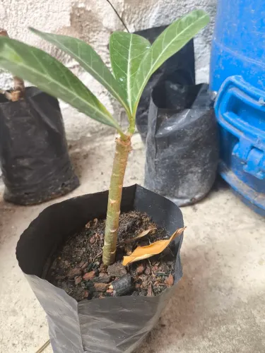 Muda de rosa do deserto
