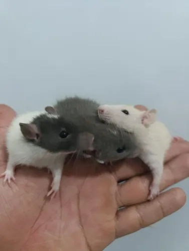 Rato twister