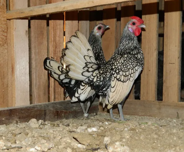 Casal de sebrigth prata disponível 250