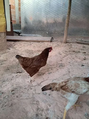 Galinha Embrapa