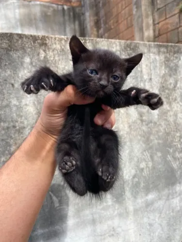 Gatos para adoção
