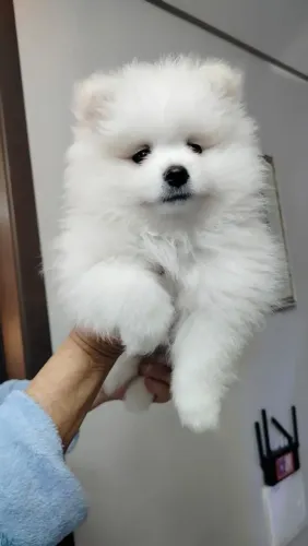 Lulu da Pomerânia 60 dias