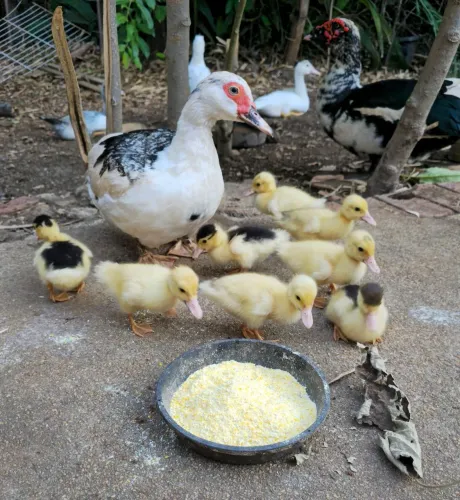 ? PATINHOS 20 DIAS DE NASCIDOS - LINDAS, SAUDÁVEIS E ATIVAS ?