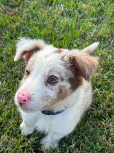 filhotes de cachorro