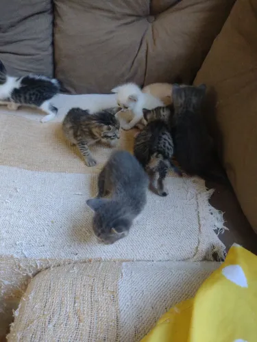 Doações de gatos