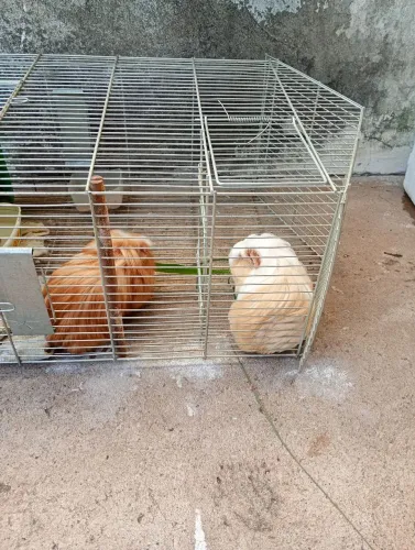 Porquinho da índia 