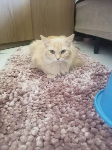 Doação responsável