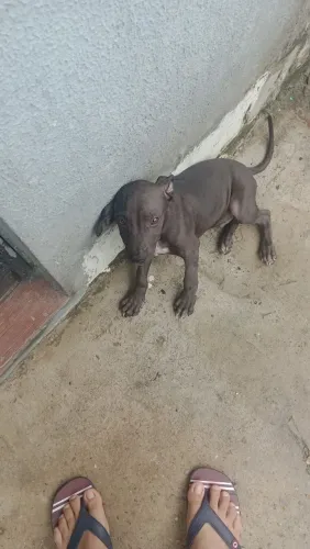 Filhote de Pitbull mestiço 
