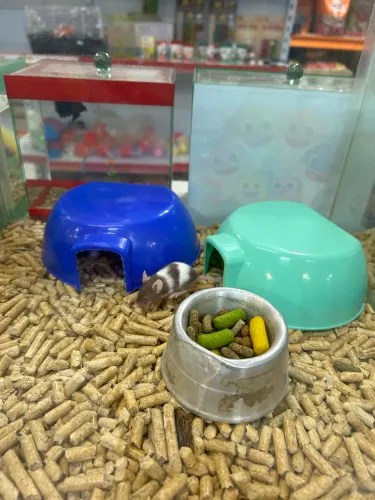 Rato Topolino