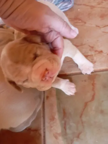Vendo filhote de American bully 