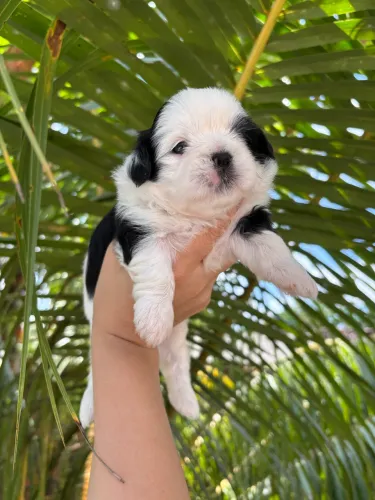 Shihtzu Fêmea 