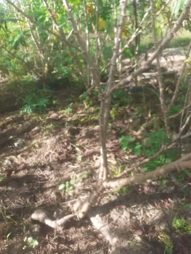 Vendo rama de macaxeira 