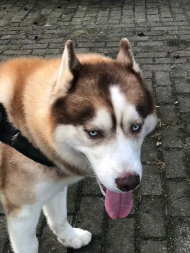 Lindo cachorro puro' disponível para cruza.