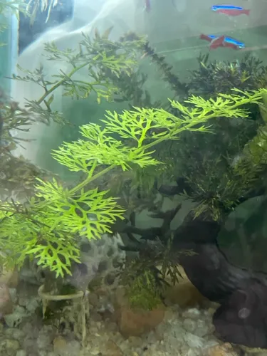 Planta aquario