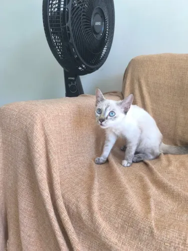 Gatinha filhote castrada adoção