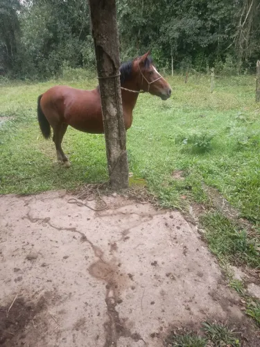 Cavalinho piquira