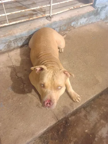 Pet