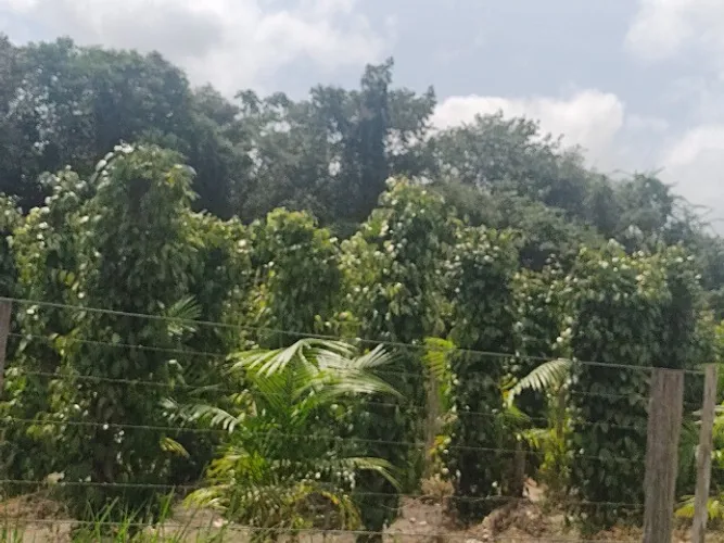 açaizal 30 mil pés 220 hectares por 3 milhões de reais